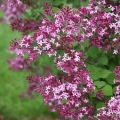Bloomerang® Dark Purple Reblooming Lilac -Perennials Store syringa bloomerang dark purple 1 d73cfa69 06cc 4d20 84e4 d400f67ff85a sw