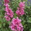 Bloomerang® Dwarf Pink Reblooming Lilac -Perennials Store syringa bloomerang dwarf pink lilac 1 ca3fc799 919c 4a33 a461 56b08962e108 sw