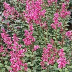 Bloomerang® Dwarf Pink Reblooming Lilac -Perennials Store syringa bloomerang dwarf pink lilac 3 90d9a641 6508 400c a33c 738aae7d525d sw