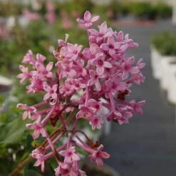 Bloomerang® Dwarf Pink Reblooming Lilac -Perennials Store syringa bloomerang dwarf pink lilac 4 8966bce5 8ef0 449e a4c9 daa5789b0725 sw