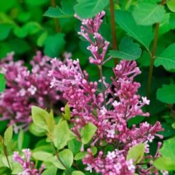Bloomerang® Dwarf Pink Reblooming Lilac -Perennials Store syringa bloomerang dwarf pink lilac 6 ebc88012 3b1b 494c 9eef 9d46293e6941 sw