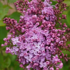 Scentara Pura® Lilac -Perennials Store syringa scentara pura 5