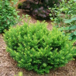 Stonehenge Dark Druid® Yew -Perennials Store taxus stonehenge dark druid yew 3