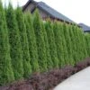 'Emerald Green' Arborvitae (aka 'Smaragd') -Perennials Store thuja emerald arborvitae 1 sw
