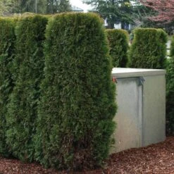 'Emerald Green' Arborvitae (aka 'Smaragd') -Perennials Store thuja emerald arborvitae 3 sw