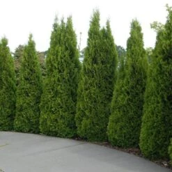 'Emerald Green' Arborvitae (aka 'Smaragd') -Perennials Store thuja emerald arborvitae 5 sw
