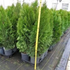 'Emerald Green' Arborvitae (aka 'Smaragd') -Perennials Store thuja emerald arborvitae 6 sw