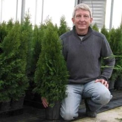 'Emerald Green' Arborvitae (aka 'Smaragd') -Perennials Store thuja emerald arborvitae 8 sw