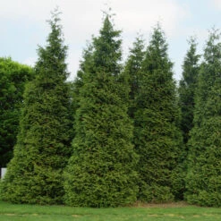 'Green Giant' Arborvitae/Thuja -Perennials Store thuja green giant 3copy2