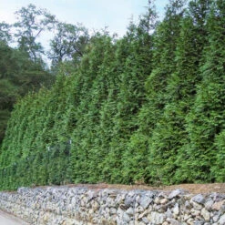 'Green Giant' Arborvitae/Thuja -Perennials Store thuja green giant 6copy2