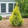 Fluffy® Arborvitae 2 Fluffy® Arborvitae -Perennials Store thuja plicata fluffy 1 sw