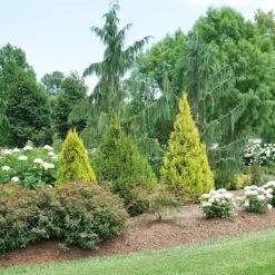 Fluffy® Arborvitae -Perennials Store thuja plicata fluffy 3 sw