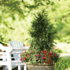Spring Grove® Western Arborvitae -Perennials Store thuja plicata spring grove 3