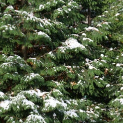 Spring Grove® Western Arborvitae -Perennials Store thuja plicata spring grove 4