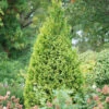 Polar Gold® Arborvitae -Perennials Store thuja polar gold 2