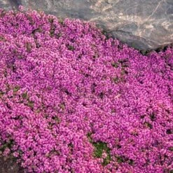 Red Creeping Thyme -Perennials Store thymus coccineus creeping thyme 2 sw