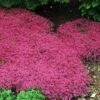 Red Creeping Thyme -Perennials Store thymus coccineus creeping thyme 3 sw