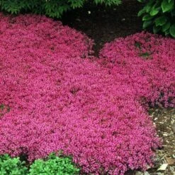 Red Creeping Thyme