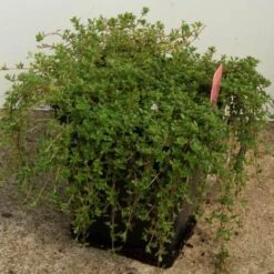 Red Creeping Thyme -Perennials Store thymus coccineus creeping thyme 4 sw