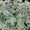Silver Thyme -Perennials Store thymus vareigated 1 sw