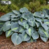 'Touch Of Class' Hosta -Perennials Store touch of class hosta 1