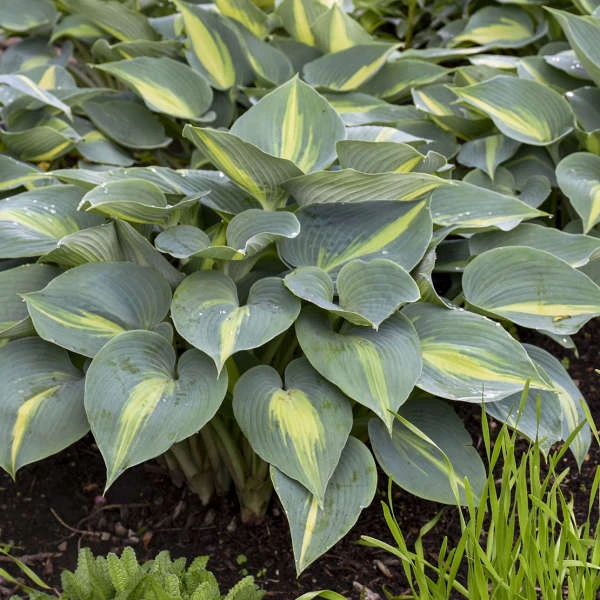'Touch Of Class' Hosta 4 'Touch Of Class' Hosta - Image 2