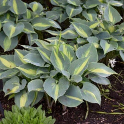 'Touch Of Class' Hosta 9 'Touch Of Class' Hosta -Perennials Store touch of class hosta 3