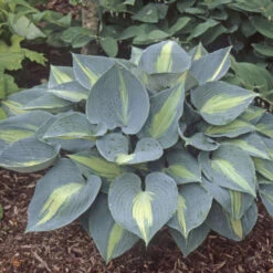 'Touch Of Class' Hosta 8 'Touch Of Class' Hosta -Perennials Store touch of class hosta 4