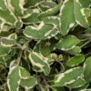 Tricolor Sage 2 Tricolor Sage -Perennials Store tricolor sage 2
