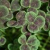 Black Four-Leaved Clover -Perennials Store trifolium atropurpureum 1 sq 7cadda2d bc2f 428b a577 558714feef5c sw