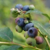 'Patriot' Blueberry -Perennials Store vaccinium patriot
