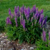 Magic Show® 'Purple Illusion' Spike Speedwell -Perennials Store veronica purple illusion 1 P