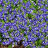 'Tidal Pool' Creeping Speedwell -Perennials Store veronica tidal pool 1