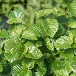 Glitters & Glows™ Viburnum Combination -Perennials Store viburnum all that glitters 2 sw