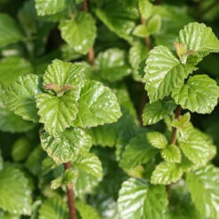 All That Glows® Arrowwood Viburnum -Perennials Store viburnum all that glows 1