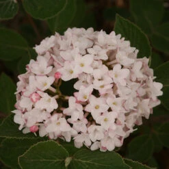 Spice Baby™ Koreanspice Viburnum -Perennials Store viburnum carlesii spice baby 3