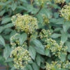 Yang® David Viburnum -Perennials Store viburnum davidii yang 1
