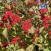 Cardinal Candy® Linden Viburnum 1 Cardinal Candy® Linden Viburnum -Perennials Store viburnum dilitatum cardinal candy 1 sw
