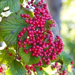 Cardinal Candy® Linden Viburnum -Perennials Store viburnum dilitatum cardinal candy 3 sw