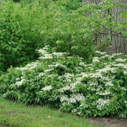 Wabi-Sabi® Doublefile Viburnum -Perennials Store viburnum wabi sabi 3