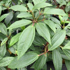 Yin® David Viburnum -Perennials Store viburnum yin 3
