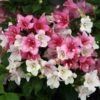 Czechmark Trilogy® Weigela -Perennials Store weigela czechmark trilogy 1 sw