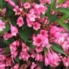 Czechmark Twopink® Weigela -Perennials Store weigela czechmark twopink 1 sw
