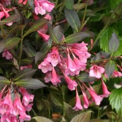 Fine Wine® Weigela 8 Fine Wine® Weigela -Perennials Store weigela fine wine 1 40a5c063 a4d6 43a3 b771 a0f568dc6019