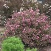 Fine Wine® Weigela -Perennials Store weigela fine wine 2 8f17dd5b de4e 42fc 81b4 8298fadddf64