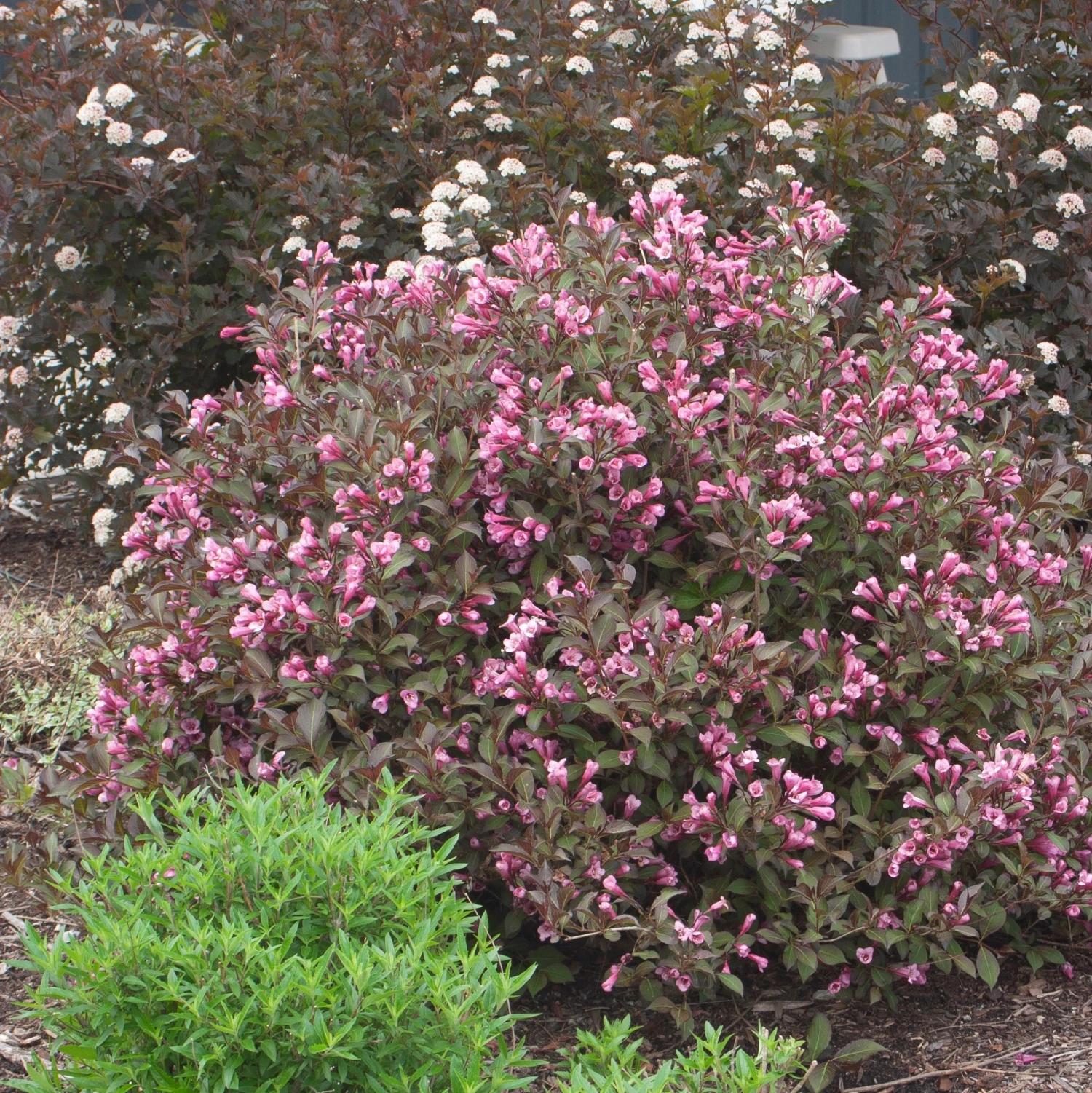 Fine Wine® Weigela 3 Fine Wine® Weigela