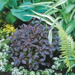 Midnight Wine® Weigela -Perennials Store weigela midnight wine 1