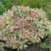 My Monet® Weigela -Perennials Store weigela my monet 1