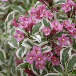 My Monet® Weigela -Perennials Store weigela my monet 2
