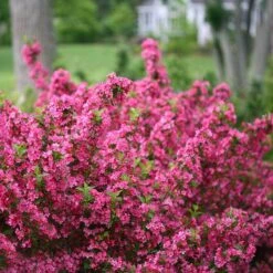Sonic Bloom® Pink Weigela 11 Sonic Bloom® Pink Weigela -Perennials Store weigela sonic bloom pink 2